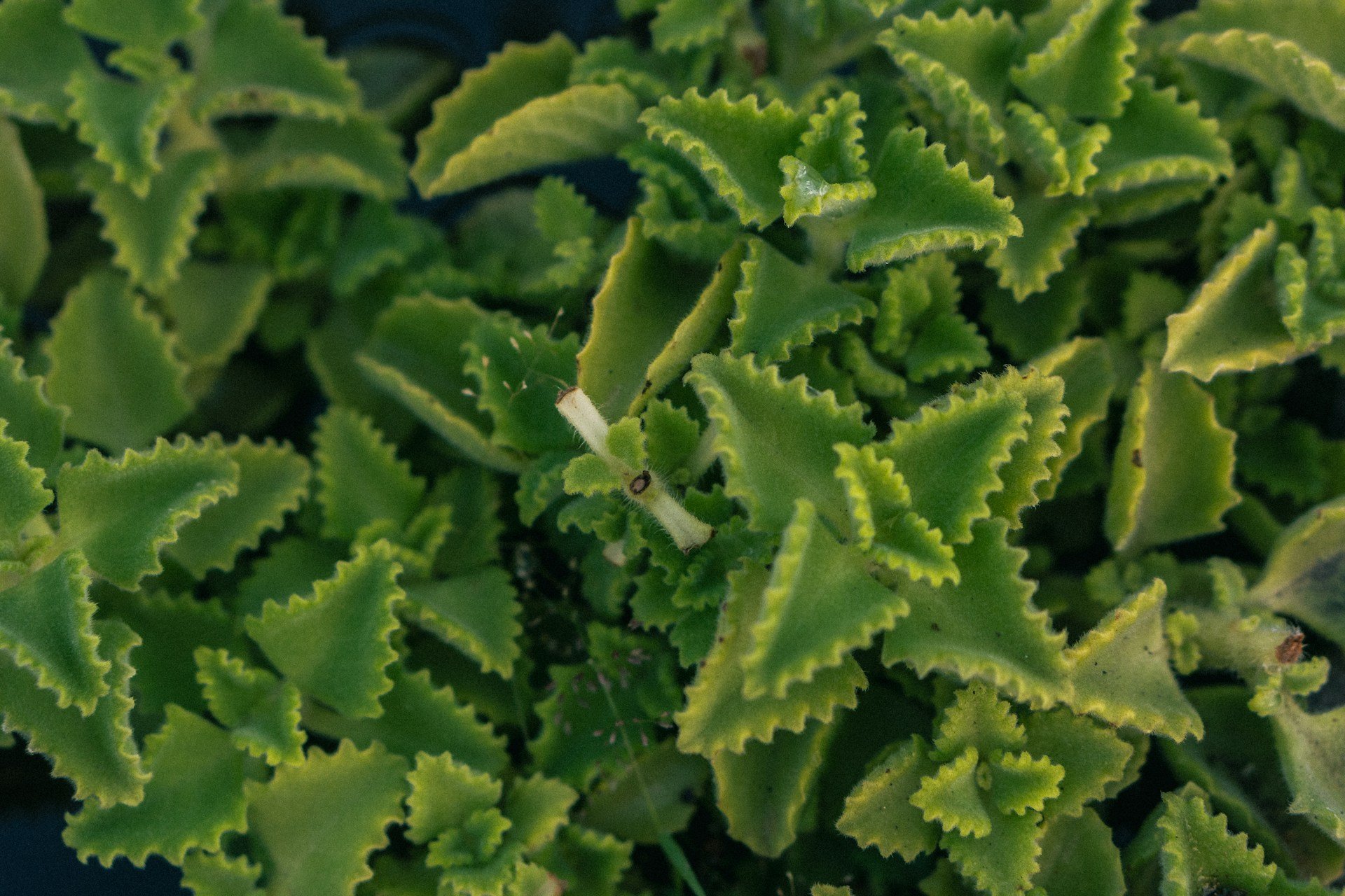 aakash-goel-A5fKKiL2LXs-unsplash