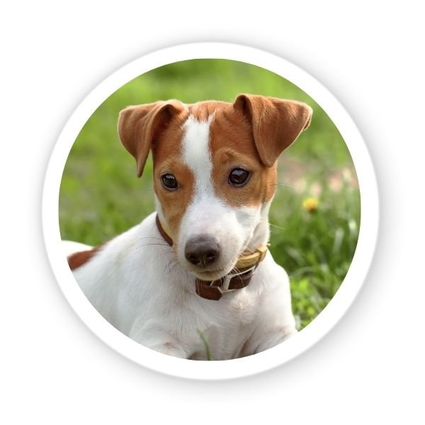jack russel