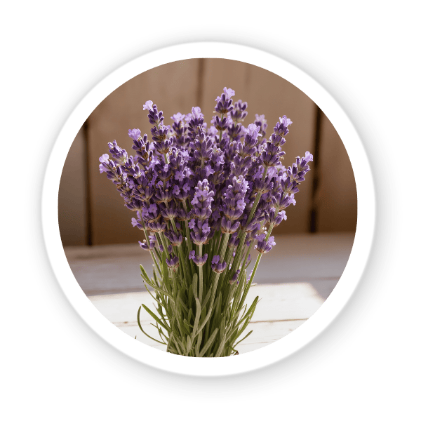 levandula
