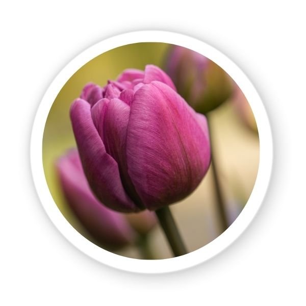 tulipan